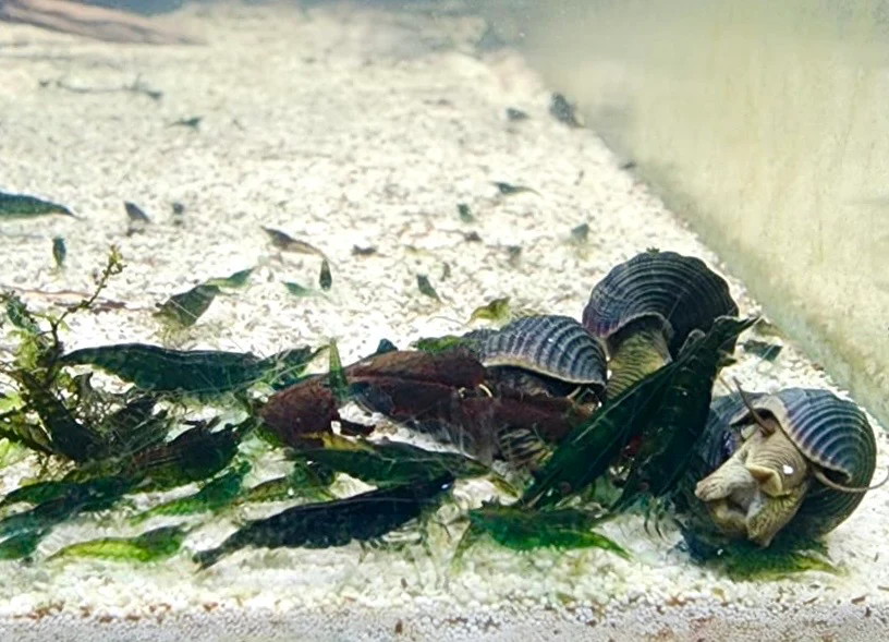 Neo-Caridina Shrimp