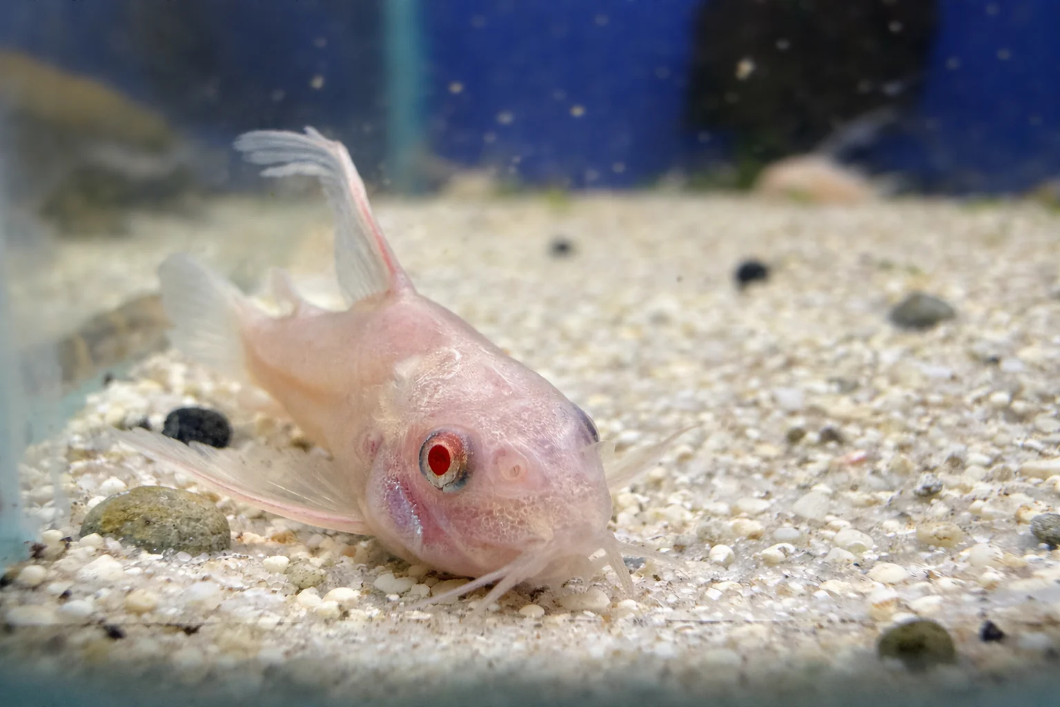 Live Fish for aquariums